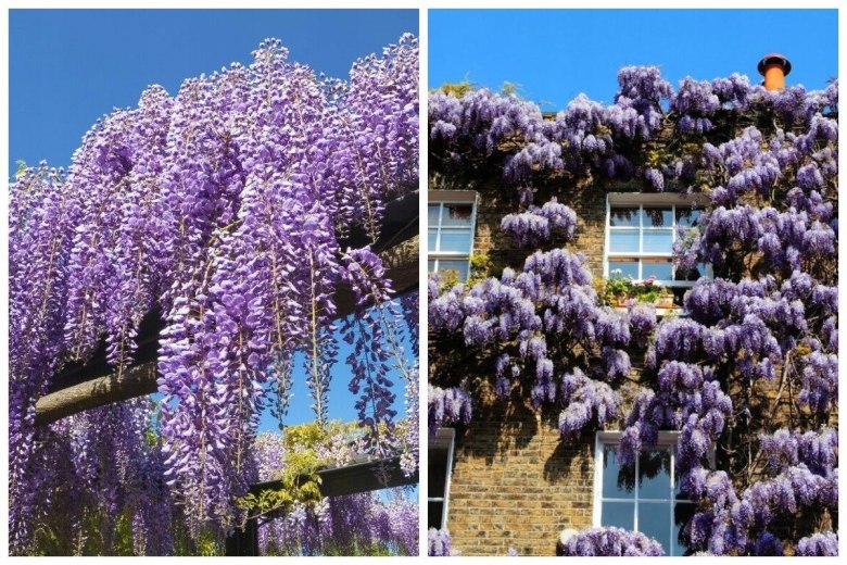 plumeria zimmerpflanze Plumeria rubra Hawaiian Mix main image 1