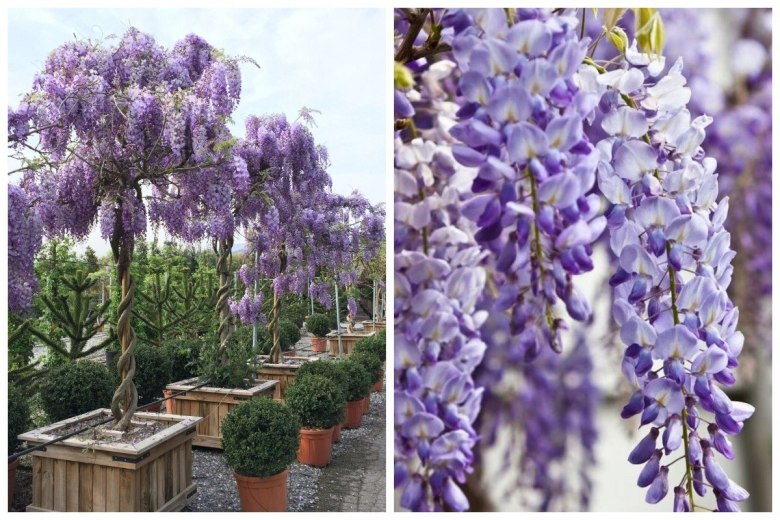 WISTERIA Sinesis GLICYNIA Chiska Wyjtkowe Pncze Doniczka 0,5L