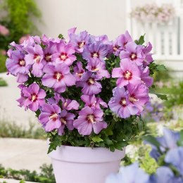Hibiskus Ogrodowy Russian Fiolet Pełny Kwiat Różowo-Fioletowy Doniczka 2L
