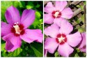 Hibiskus Ogrodowy Russian Fiolet Pełny Kwiat Różowo-Fioletowy Doniczka 2L