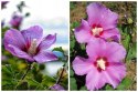 Hibiskus Ogrodowy Russian Fiolet Pełny Kwiat Różowo-Fioletowy Doniczka 2L