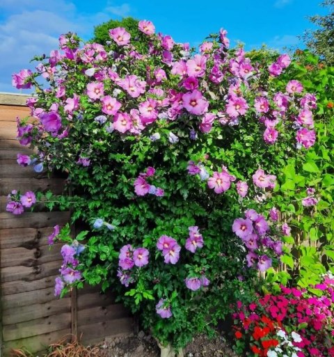 Hibiskus Ogrodowy Woodbridge Różowy doniczka 2L