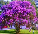 Lagerstroemia Indyjska Mauve Fioletowa Bez Południa doniczka 0,5L