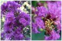 Lagerstroemia Indyjska Mauve Fioletowa Bez Południa doniczka 0,5L