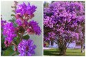 Lagerstroemia Indyjska Mauve Fioletowa Bez Południa doniczka 0,5L