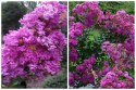 Lagerstroemia Indyjska Mauve Fioletowa Bez Południa doniczka 0,5L