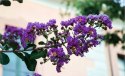 Lagerstroemia Indyjska Mauve Fioletowa Bez Południa doniczka 0,5L