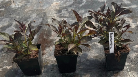 Krzewuszka cudowna Alexandra doniczka 0,5L