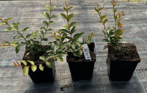 Lagerstroemia Biała Długo Kwitnie doniczka 0,5L Lagerstroemia Biała Długo Kwitnie doniczka 0,5L