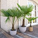 Palma Mrozoodporna Trachycarpus Fortunei doniczka 2L