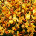 Żarnowiec dwukolorowy Apricot Gem doniczka 2L