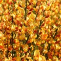 Żarnowiec dwukolorowy Apricot Gem doniczka 2L