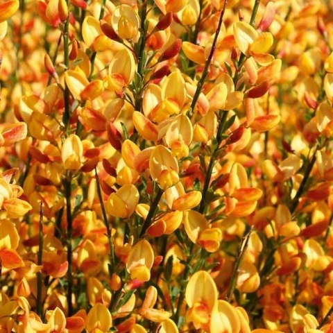 Żarnowiec dwukolorowy Apricot Gem doniczka 2L