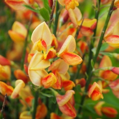 Żarnowiec dwukolorowy Apricot Gem doniczka 2L