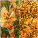 Żarnowiec dwukolorowy Apricot Gem doniczka 2L