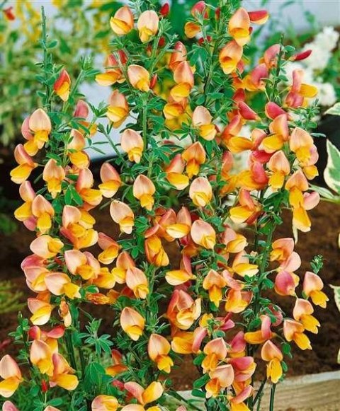 Żarnowiec dwukolorowy Apricot Gem doniczka 2L