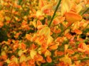 Żarnowiec dwukolorowy Apricot Gem doniczka 2L
