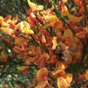Żarnowiec dwukolorowy Apricot Gem doniczka 2L