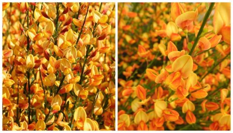 Żarnowiec dwukolorowy Apricot Gem doniczka 2L