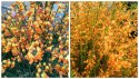 Żarnowiec dwukolorowy Apricot Gem doniczka 2L