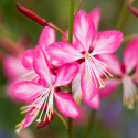 Gaura Lindheimera Biało-Różowa Królowa Letnich Rabat doniczka 0,5L