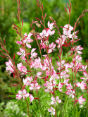 Gaura Lindheimera Biało-Różowa Królowa Letnich Rabat doniczka 0,5L