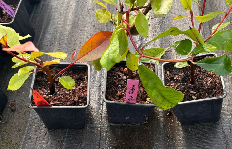 Głogownik Frasera Red Robin Photinia Zimozielony Czerwone Liście P9 Doniczka 0,5L Głogownik Frasera Red Robin Photinia Zimozielony Czerwone Liście P9 Doniczka 0,5L
