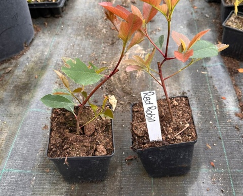 Głogownik Frasera Red Robin Photinia Zimozielony Czerwone Liście P9 Doniczka 0,5L Głogownik Frasera Red Robin Photinia Zimozielony Czerwone Liście P9 Doniczka 0,5L