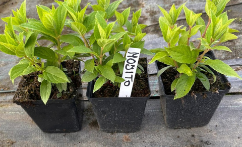 Hortensja Bukietowa Mojito doniczka 1 L Hortensja Bukietowa Mojito doniczka 1 L