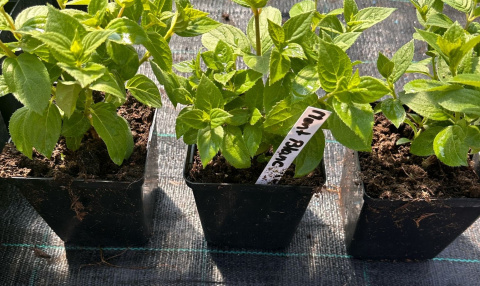 Hortensja Bukietowa Mont Blanc doniczka 1L Hortensja Bukietowa Mont Blanc doniczka 1L