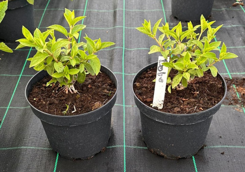 Hortensja bukietowa Bobo doniczka 3L Hortensja bukietowa Bobo doniczka 3L