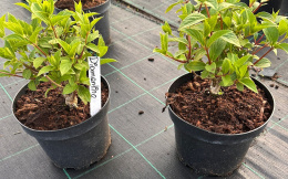 Hortensja bukietowa Diamantino doniczka 3L
