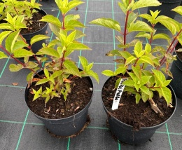 Hortensja bukietowa Fraise Melba doniczka 3L