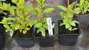 Hortensja bukietowa Magical Moonlight doniczka 1L