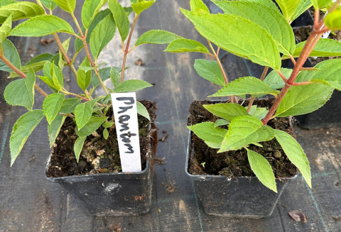 Hortensja bukietowa Phantom doniczka 1L Hortensja bukietowa Phantom doniczka 1L