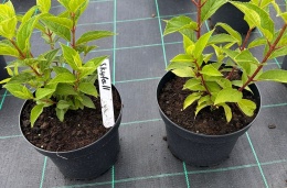 Hortensja bukietowa Skyfall doniczka 3L