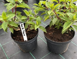 Hortensja bukietowa Vanille Fraise doniczka 3L