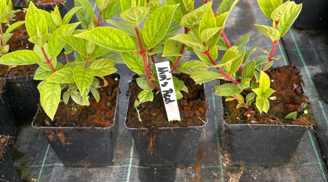 Hortensja bukietowa Wim's Red doniczka 1L Hortensja bukietowa Wim's Red doniczka 1L