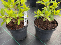 Hortensja bukietowa Wim's Red doniczka 3L