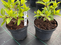 Hortensja bukietowa Wim's Red doniczka 3L
