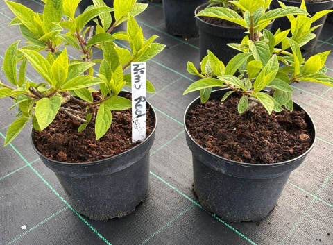 Hortensja bukietowa Wim's Red doniczka 3L Hortensja bukietowa Wim's Red doniczka 3L