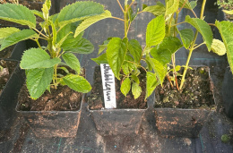 Hortensja drzewiasta Candybelle Bubblegum doniczka 1L