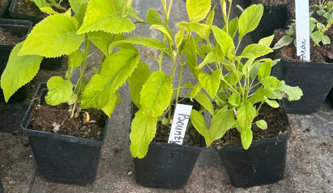 Hortensja krzewiasta Bounty doniczka 1L Hortensja krzewiasta Bounty doniczka 1L