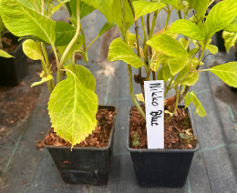Hortensja ogrodowa Nikko Blue doniczka 0,5L