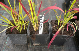 Imperata Red Baron doniczka 1L