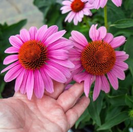 Jeżówka Purpurowa Magnus Echinacea Łatwa w Uprawie doniczka 1L