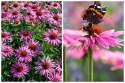 Jeżówka Purpurowa Magnus Echinacea Łatwa w Uprawie doniczka 1L