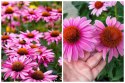 Jeżówka Purpurowa Magnus Echinacea Łatwa w Uprawie doniczka 1L