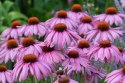 Jeżówka Purpurowa Magnus Echinacea Łatwa w Uprawie doniczka 1L