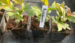 Kalina koralowa Roseum Śnieżne Kule doniczka 0,5L